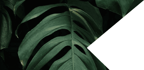 FlaminGo Header 1